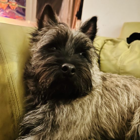 Alfie