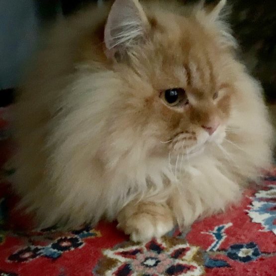 Mischka