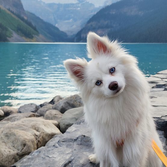 MISIU