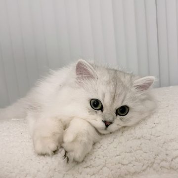 Pixie