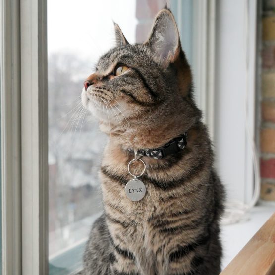 Lynx