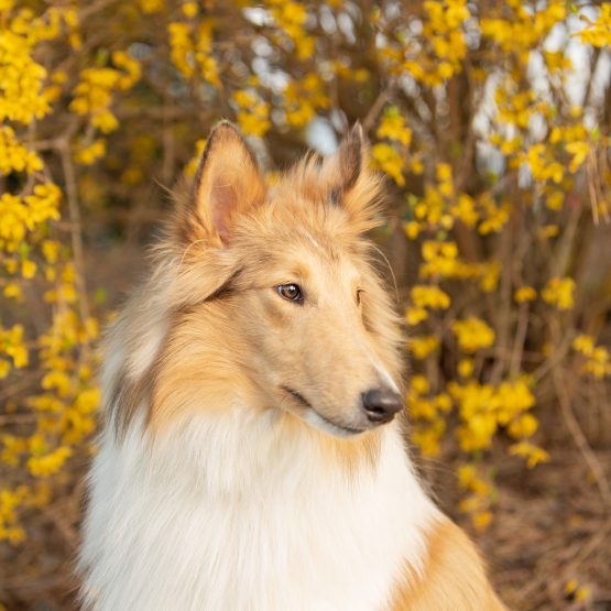 Freyja