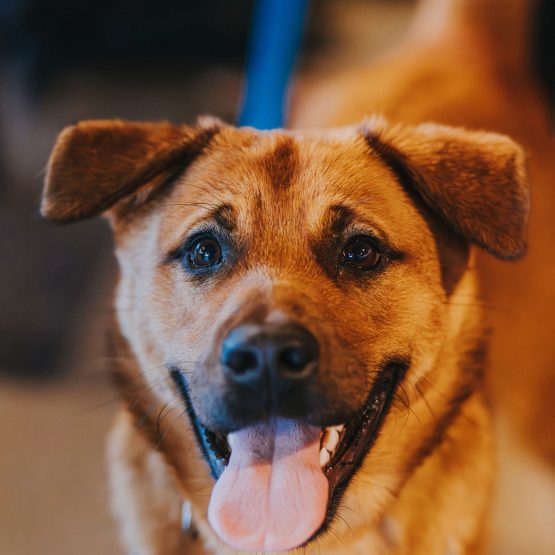 Maverick