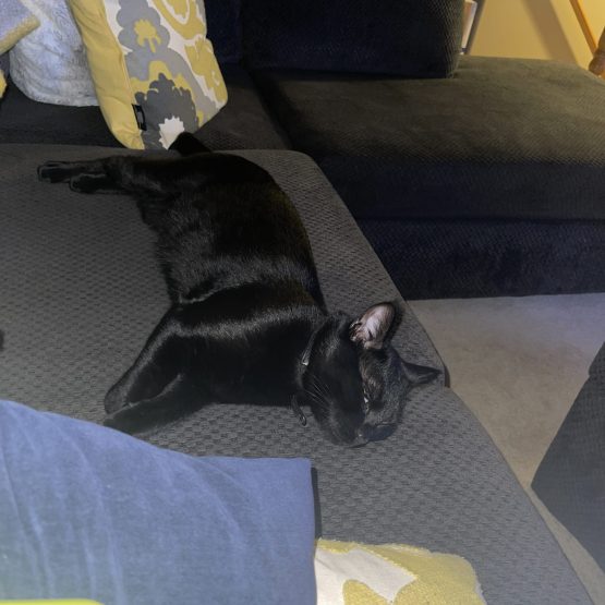 Toothless Oliver Fancy