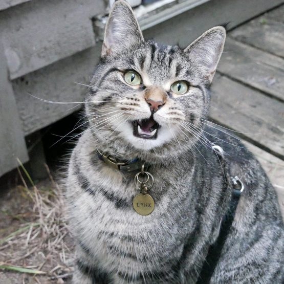 Lynx