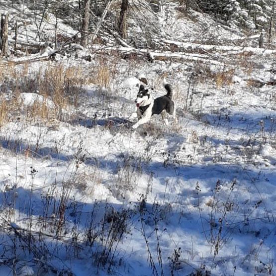 Rex