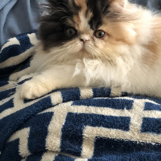 Isabella