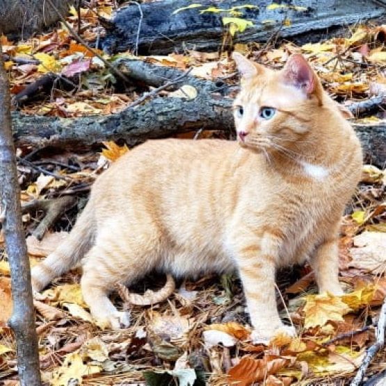Oliver De Cat