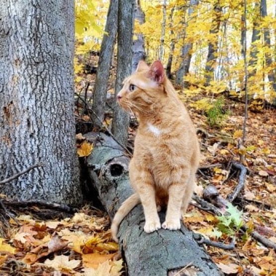 Oliver De Cat