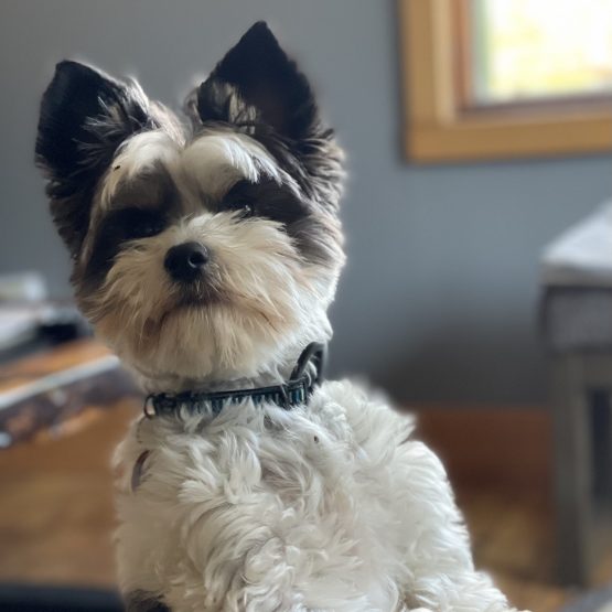 Auggie