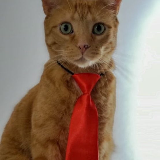 Oliver De Cat