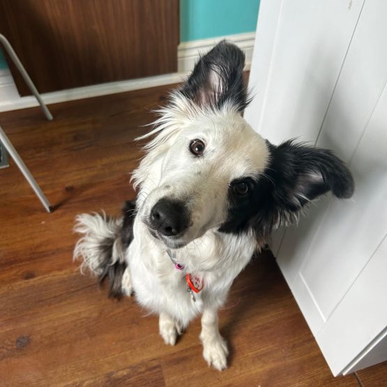 Juno