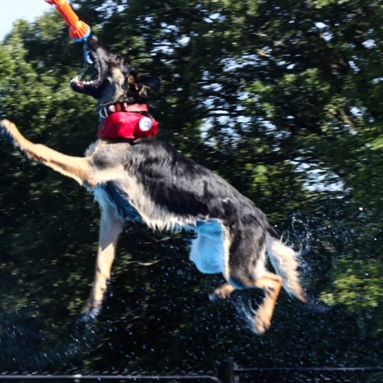 Balto
