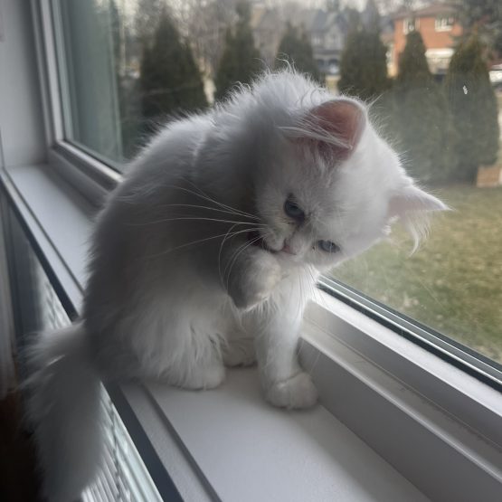 Vanilla