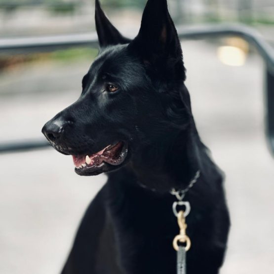 Cesar