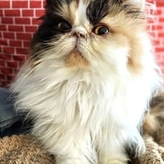Isabella
