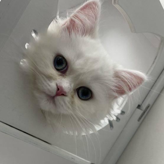 Marshmallow