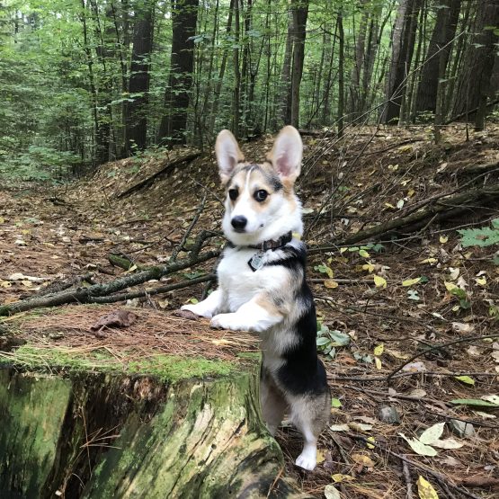 Zwei