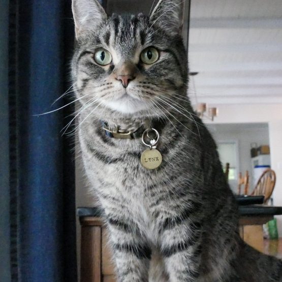 Lynx