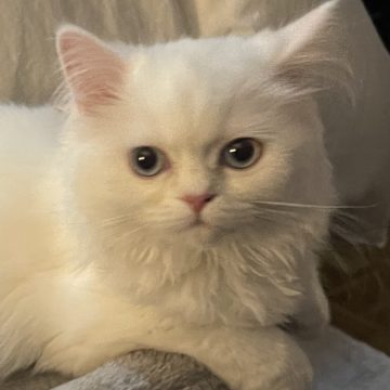 Marshmallow