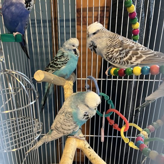 English Budgies