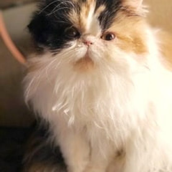 Isabella