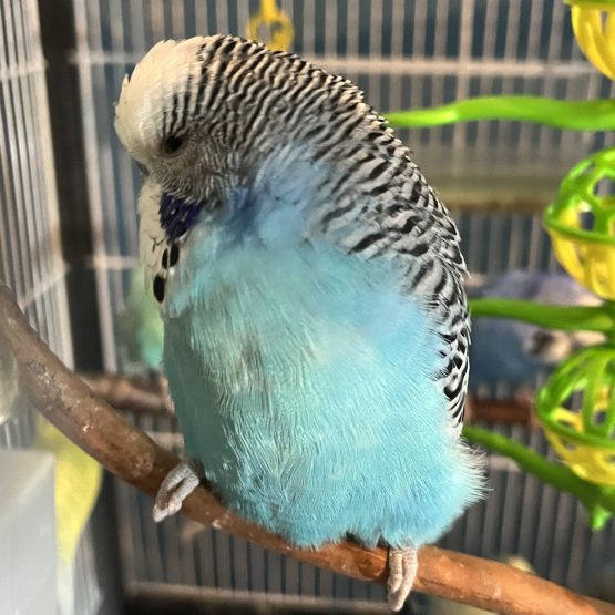 English Budgies