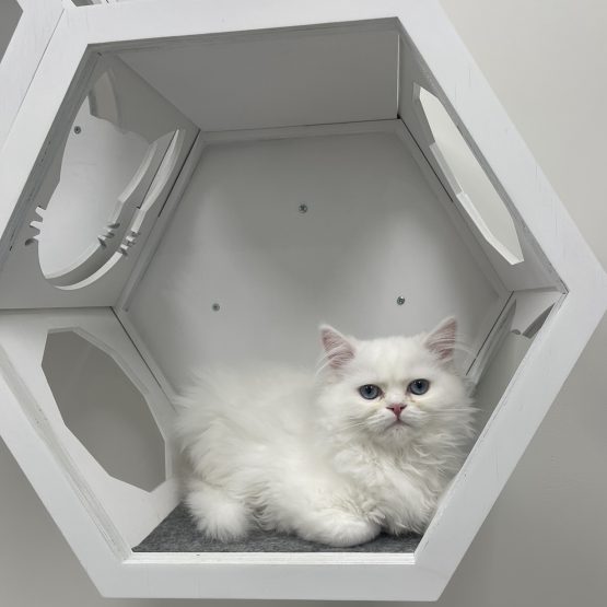 Marshmallow