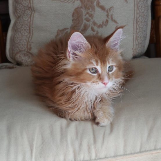 Simba