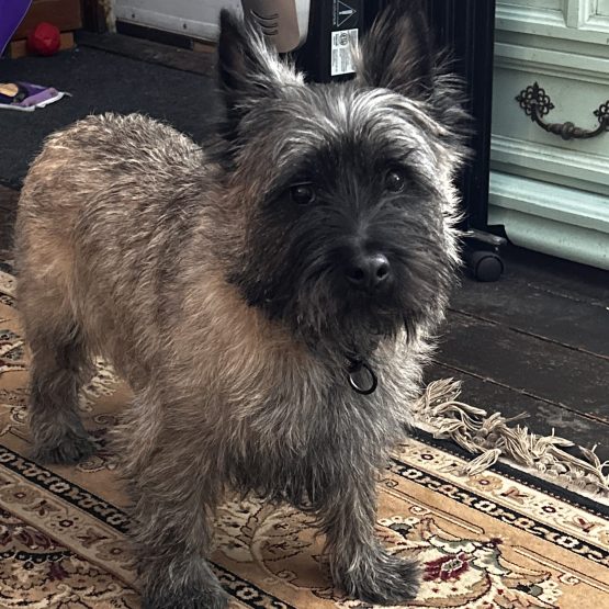 Alfie