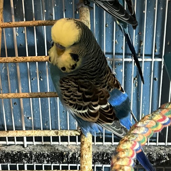 English Budgies