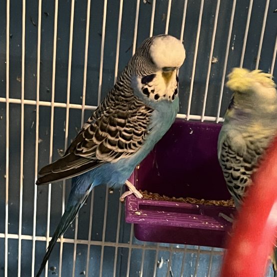 English Budgies