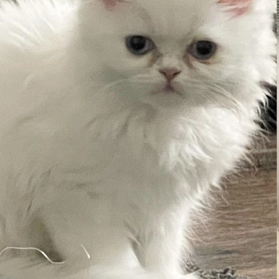 Marshmallow