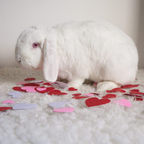 Mochi