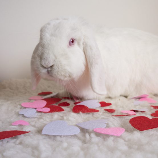 Mochi