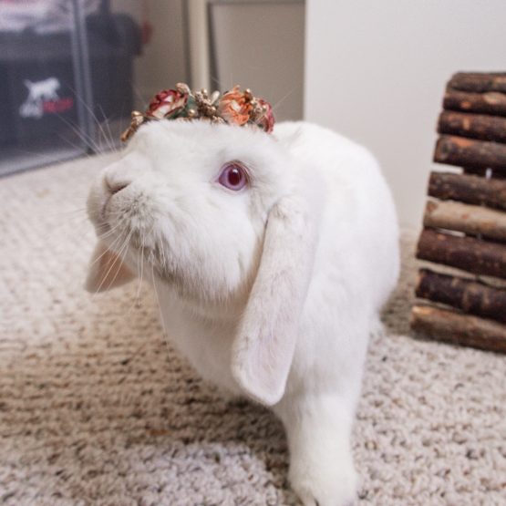 Mochi