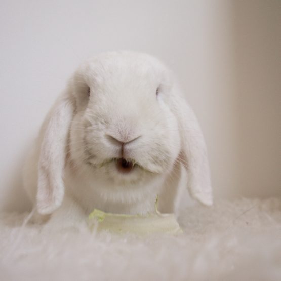 Mochi