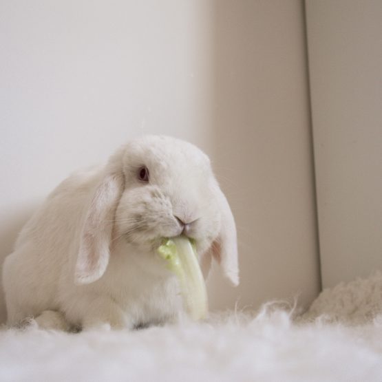 Mochi