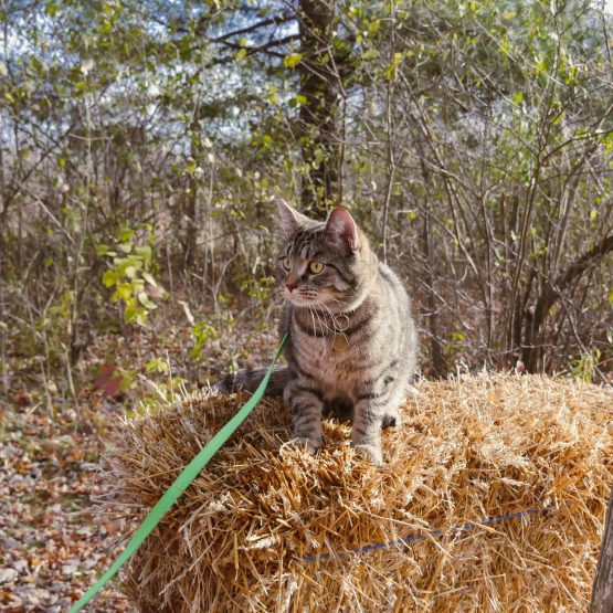 Lynx