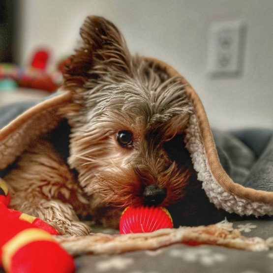 Wally