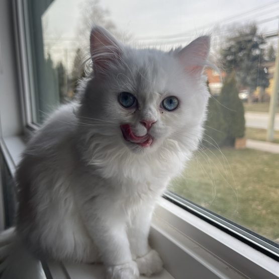 Vanilla