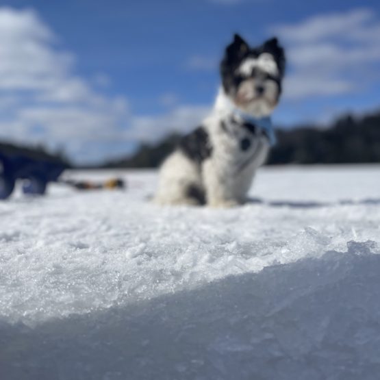 Auggie