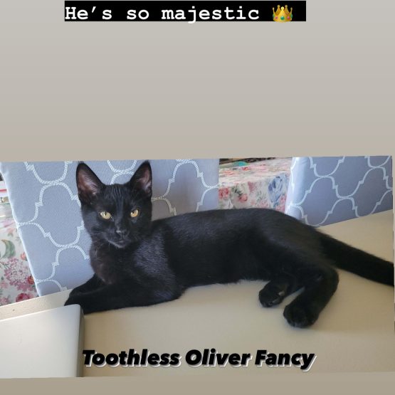 Toothless Oliver Fancy