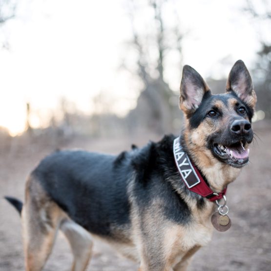Maya