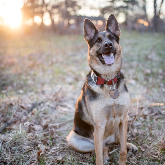 Maya