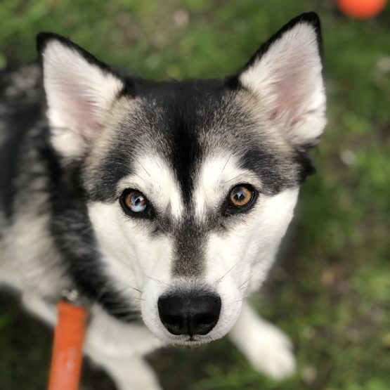 Kai