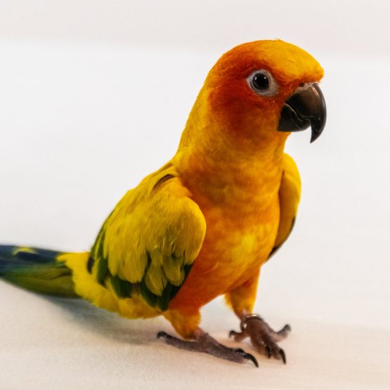 Koa