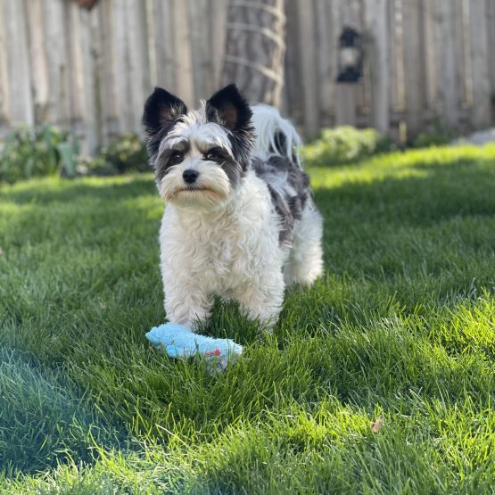 Auggie