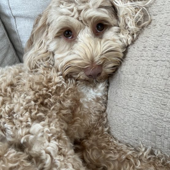 Luella