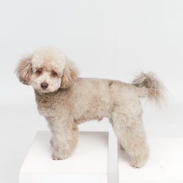 Pippin